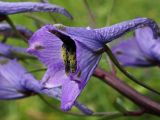 Delphinium dasycarpum