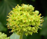 Hedera helix