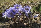 Hepatica nobilis