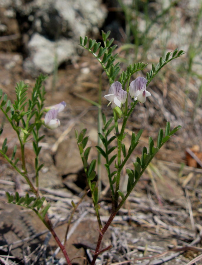 Изображение особи Vicia ervilia.