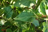 Mirabilis jalapa