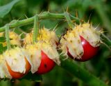 Solanum sisymbriifolium. Часть соплодия. Германия, г. Крефельд, Ботанический сад. 06.09.2014.
