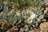 Astragalus alberti