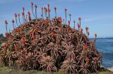 Aloe arborescens. Цветущее растение. США, Калифорния, Монтерей, в культуре на побережье океана. 17.02.2014.