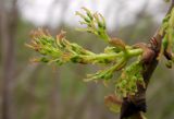 Fraxinus pennsylvanica