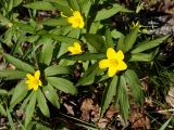 Anemone ranunculoides. Цветущие растения. Ленинградская обл., Старая Ладога, лужайка севернее Свято-Успенского Новодевичьего монастыря. 04.05.2016.