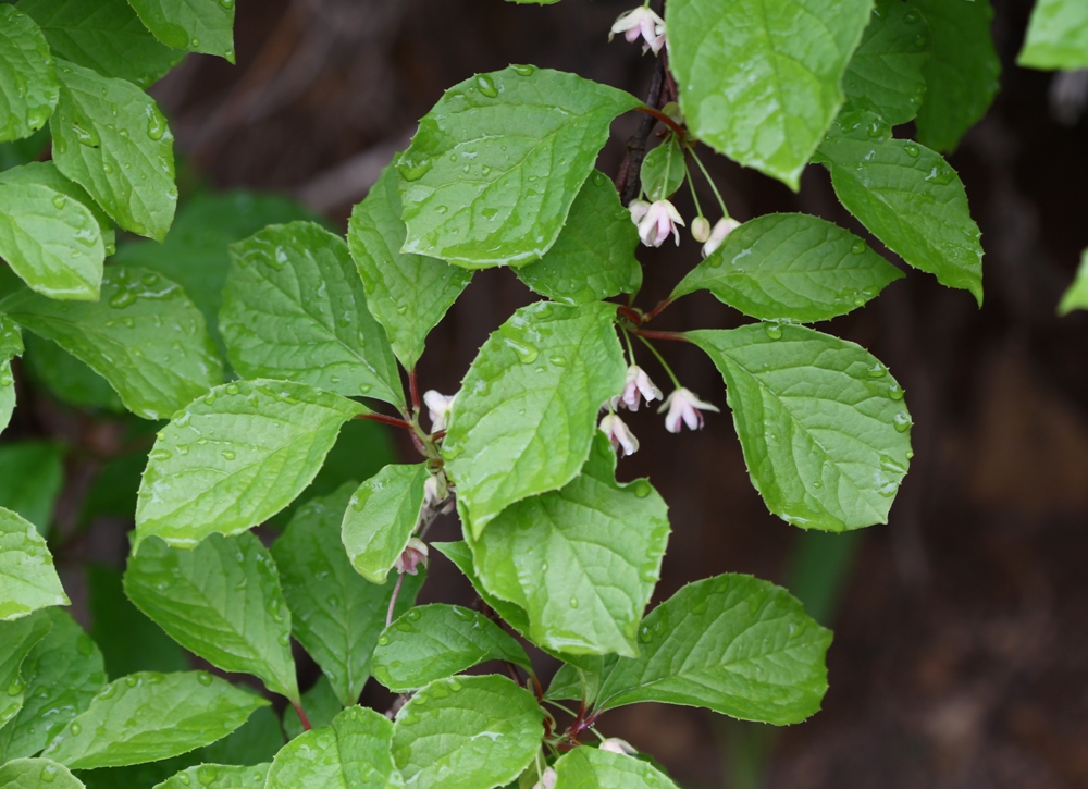 Image of Schisandra chinensis specimen.