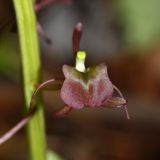 Liparis japonica. Цветок. Приморский край, Дальнегорский городской округ, окр. с. Каменка, Прямая Падь, в смешанном лесу у ручья. 11.06.2016.