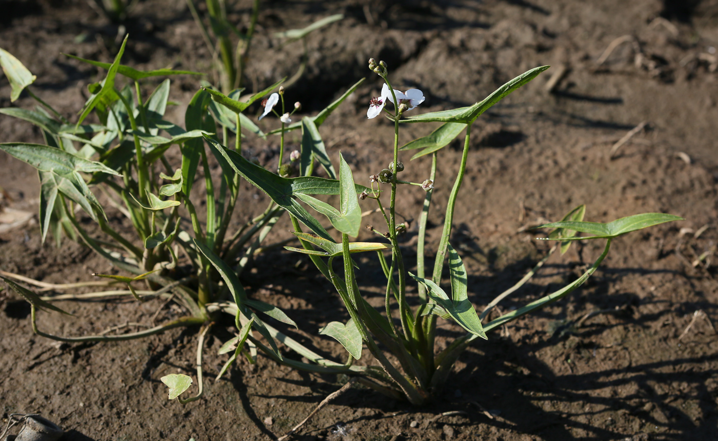 Изображение особи Sagittaria sagittifolia.