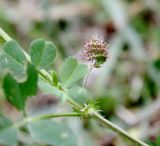 Medicago polymorpha. Плод в пазухе листа с прилистником. Италия, окр. Рима, луг. 09.04.2016.