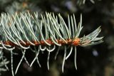 Picea pungens f. glauca