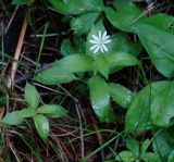 Stellaria bungeana. Цветущее растение. Иркутская обл., Шелеховский р-н, окр. с. Шаманка, обочина лесной дороги. 11.06.2016.