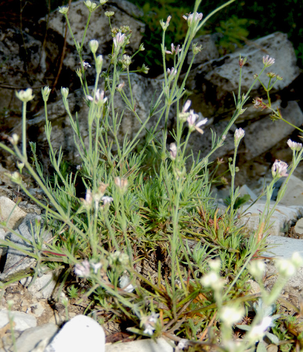 Изображение особи Asperula markothensis.