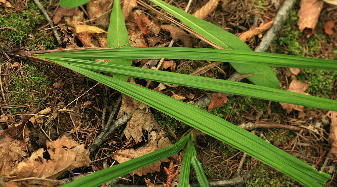 Image of Carex insaniae specimen.
