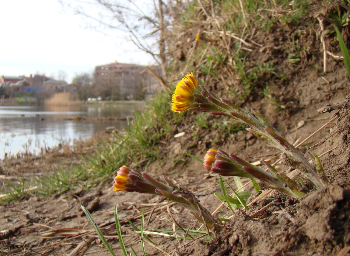 Изображение особи Tussilago farfara.