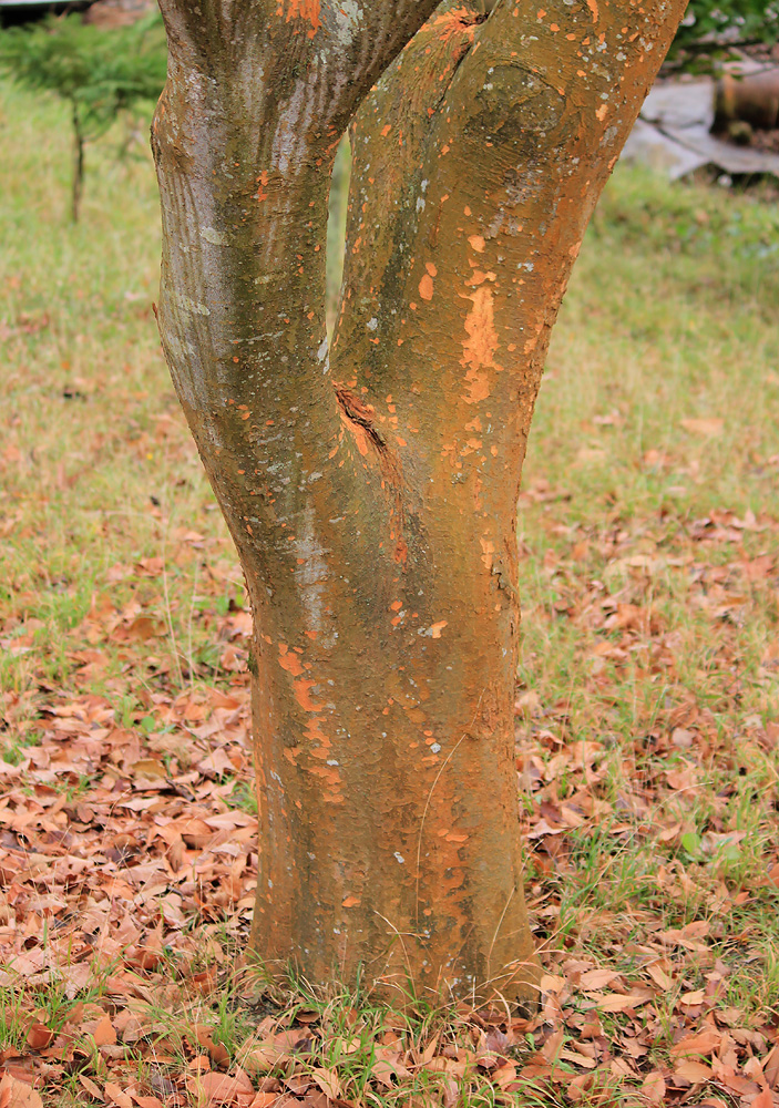 Image of Zelkova carpinifolia specimen.