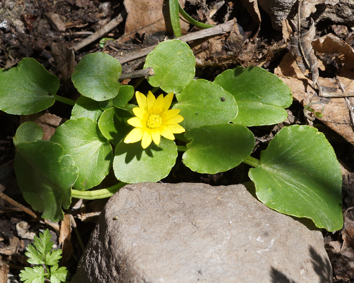 Изображение особи Ficaria calthifolia.