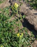 Brassica campestris