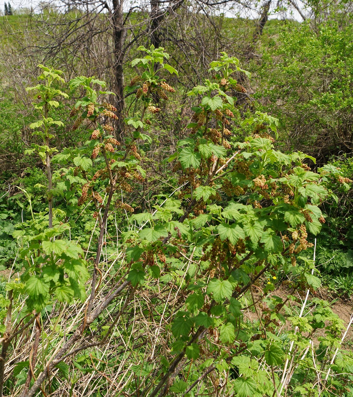 Изображение особи Ribes atropurpureum.