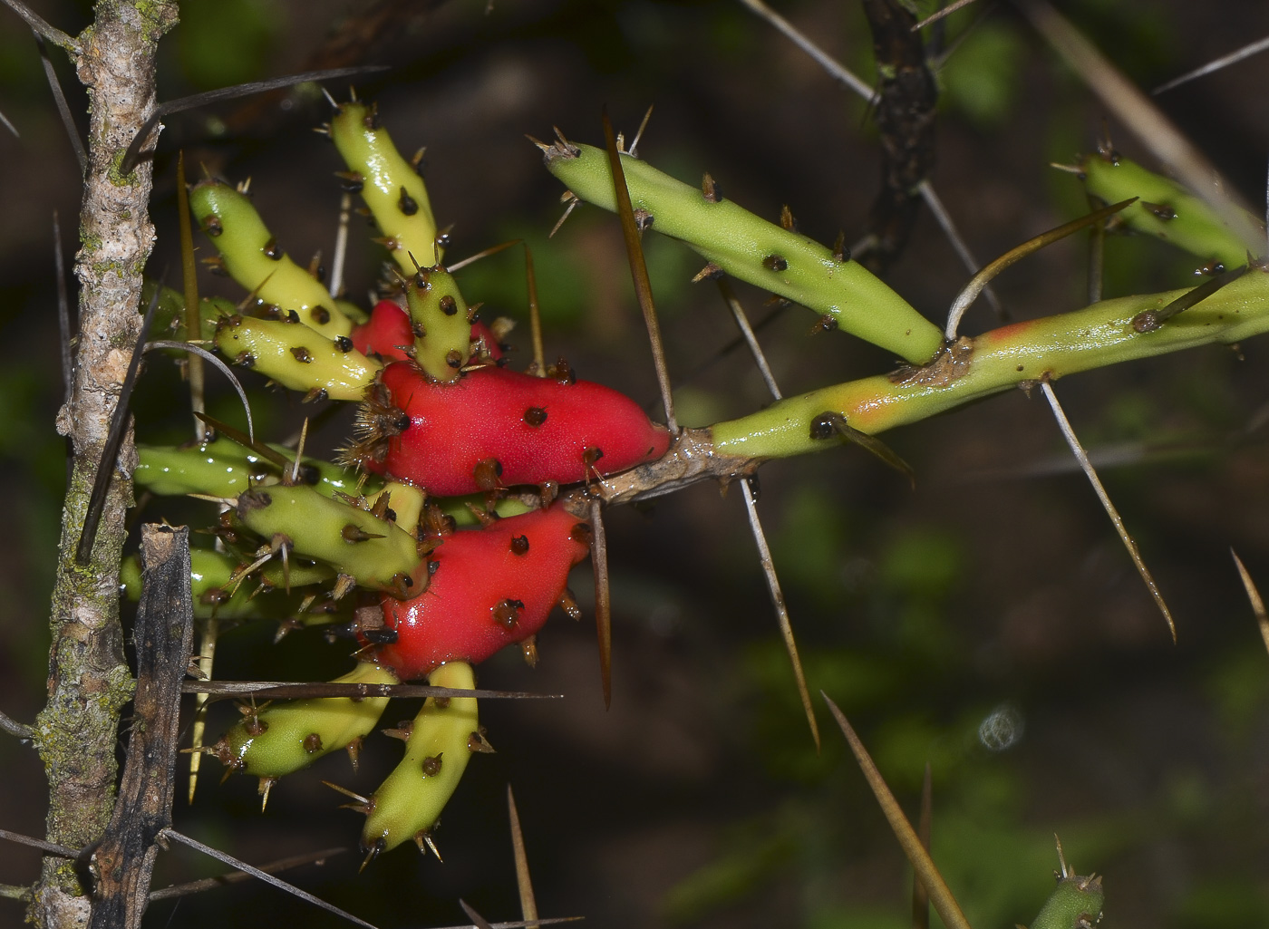 Изображение особи Cylindropuntia leptocaulis.