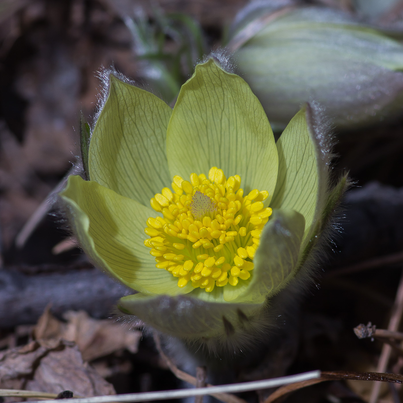 Изображение особи Pulsatilla uralensis.