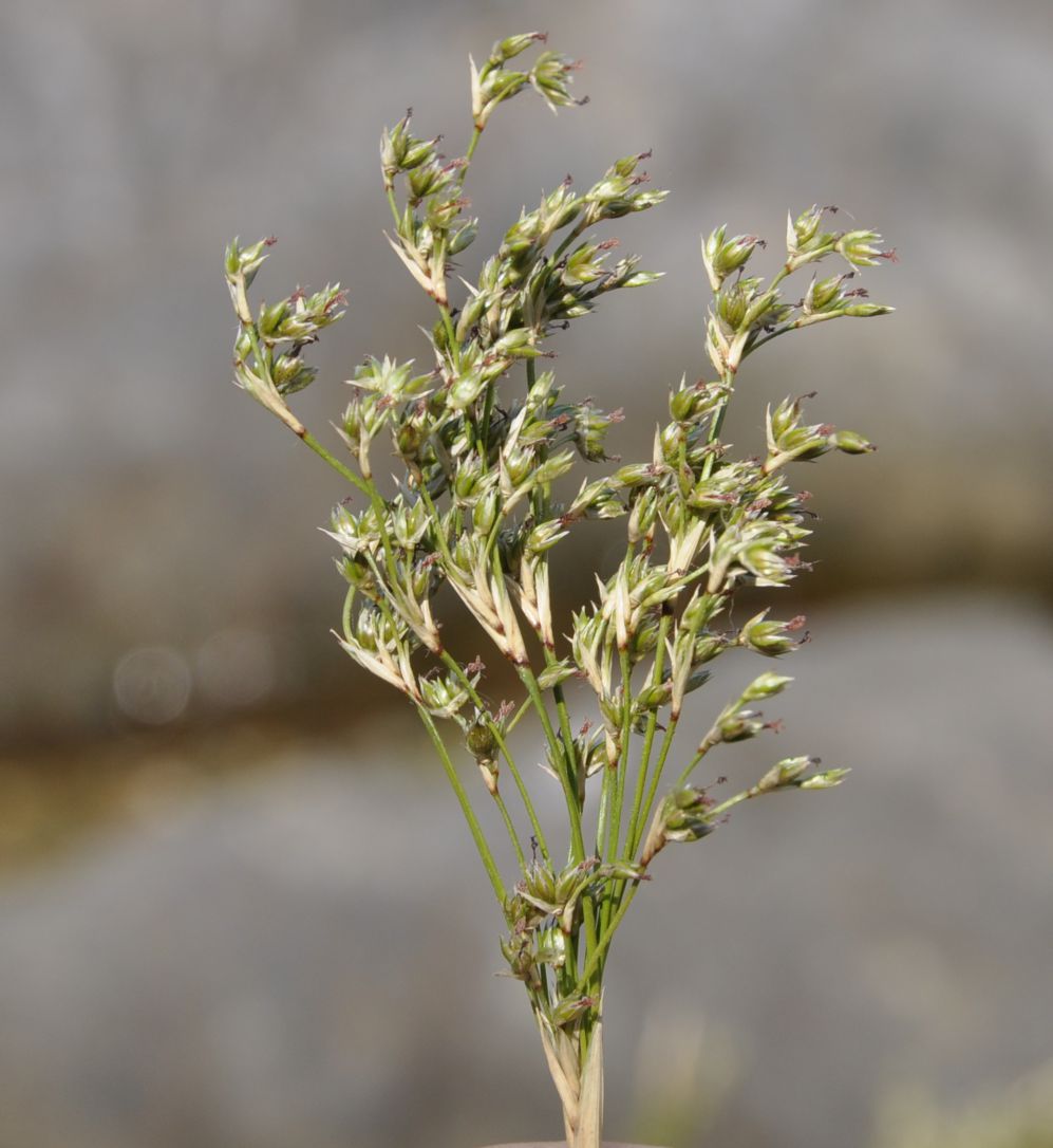 Изображение особи род Juncus.