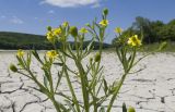 Ranunculus sceleratus. Верхушка цветущего и плодоносящего растения. Краснодарский край, Крымский р-н, окр. станицы Гладковская, обсохшее дно пруда, на корке подсыхания. 12.05.2018.