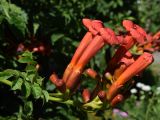 Campsis radicans