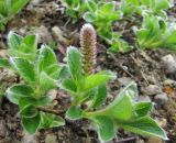 Salix arctica