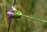 Geranium columbinum