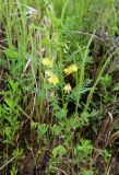 Astragalus chinensis