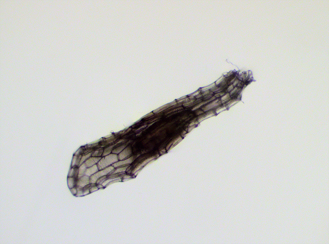 Изображение особи Corallorhiza trifida.
