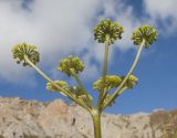 Angelica purpurascens