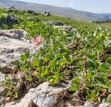 Trifolium ambiguum