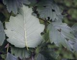 Alnus hirsuta. Лист (абаксиальная поверхность). Санкт-Петербург, Ботанический сад БИН РАН, дендрарий. 10.09.2020.