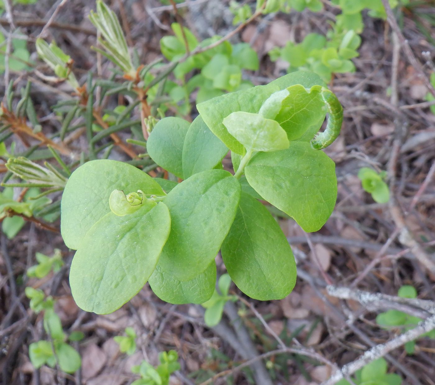 Изображение особи Vaccinium uliginosum.