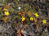 Potentilla anserina подвид groenlandica. Цветущие и плодоносящие растения в сообществе со Stellaria humifusa. Магаданская обл., Ольский р-н, окр. пгт Ола, дельта р. Ола. 12.07.2019.