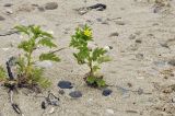 Potentilla подвид paradoxa