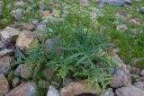 Heracleum freynianum