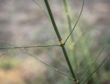 Equisetum ramosissimum