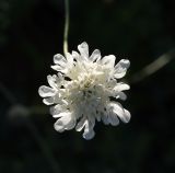 Scabiosa bipinnata