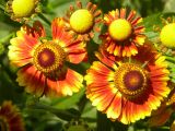 Helenium autumnale. Соцветия-корзинки. Казахстан, г. Усть-Каменогорск, пос. Аблакетка, в культуре. 05.06.2016.