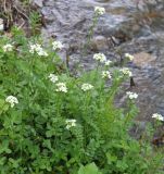 Cardamine uliginosa