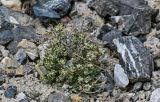 Draba altaica. Отцветающие и плодоносящие растения. Киргизия, Ошская обл., Памир, Заалайский хр., перевал Путешественников, ≈ 4100 м н.у.м., каменистый склон. 06.07.2022.