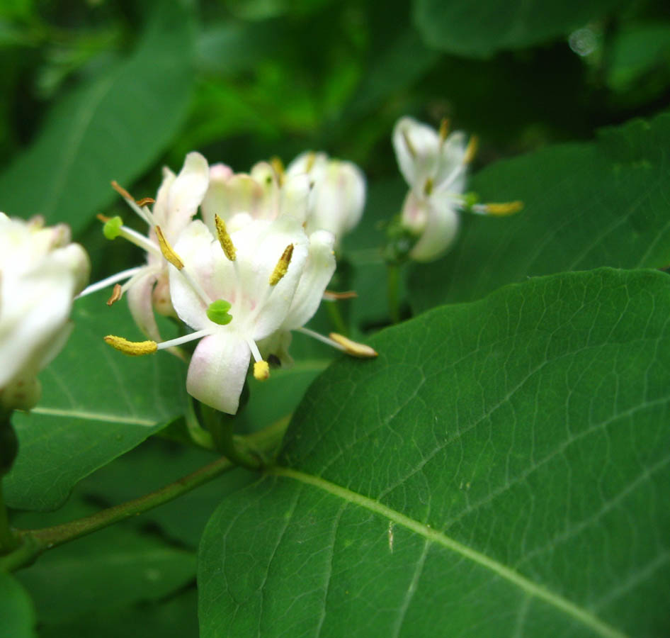 Изображение особи Lonicera orientalis.