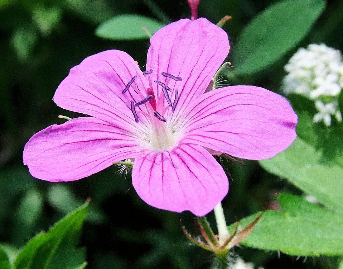 Изображение особи Geranium maximowiczii.