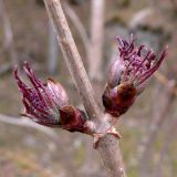 Sambucus sibirica