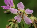 Geranium sylvaticum