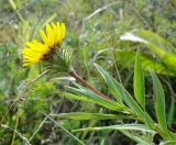 Inula ensifolia