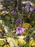 Crocus sativus